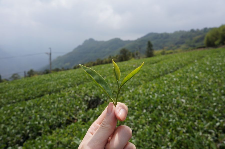 松山茗茶 SUNG SHAN TEA |  - 高山烏龍茶