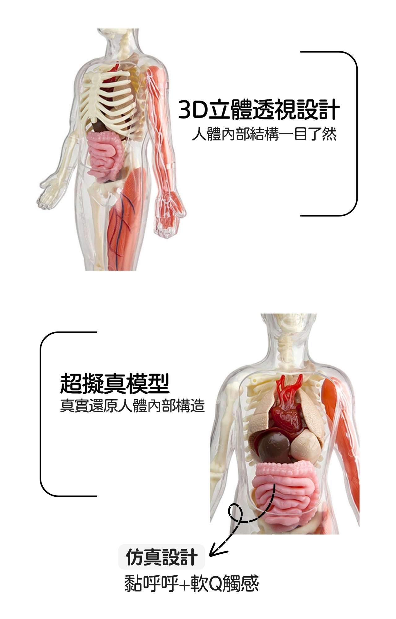 美國SmartLab 超擬真人體模型遊戲組_Squishy Human Body_產品說明 (2)