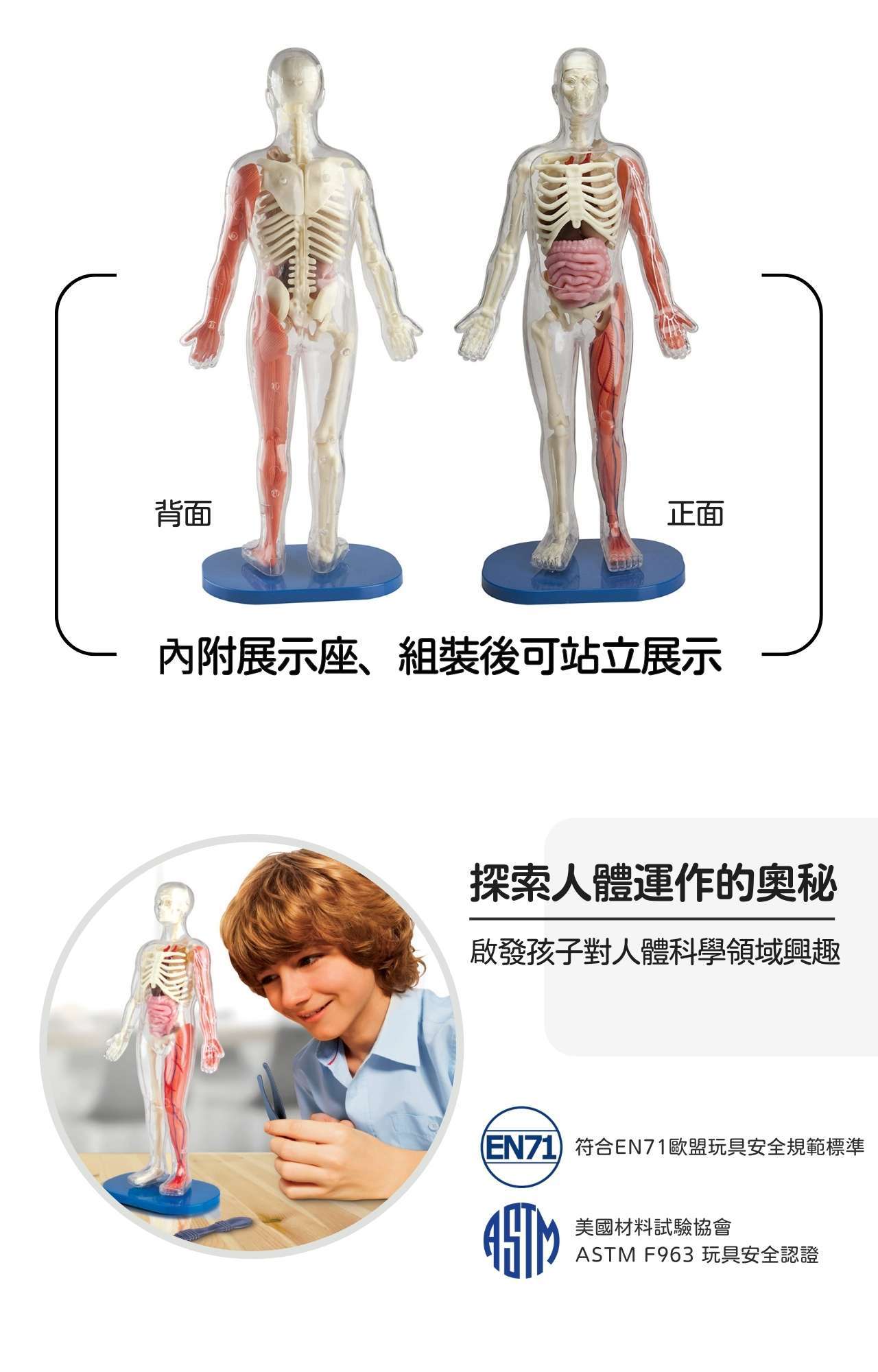 美國SmartLab 超擬真人體模型遊戲組_Squishy Human Body_產品說明 (5)