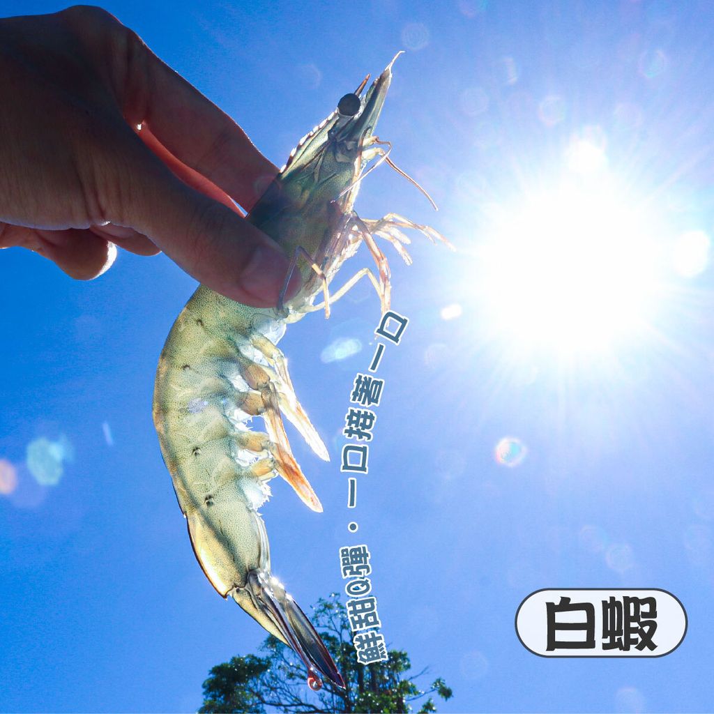 黑白蝦組合 商品主圖(1200x1200)-05