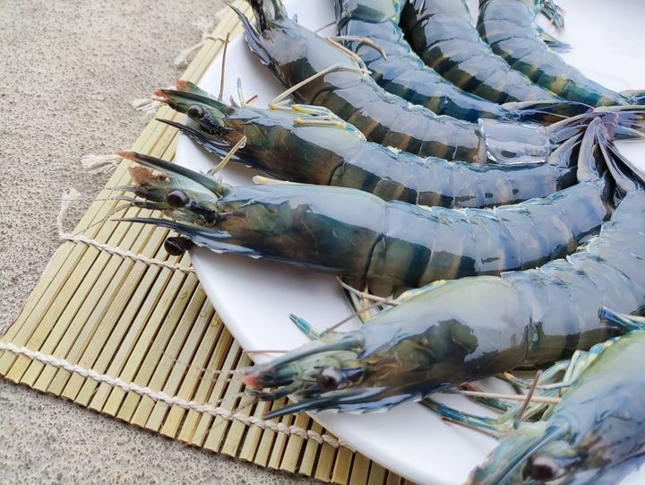 台東草蝦照片 (3)