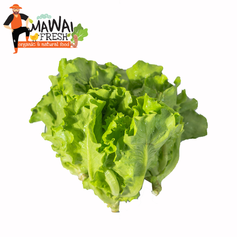 2 -Organic Lettuce 有机生菜.png