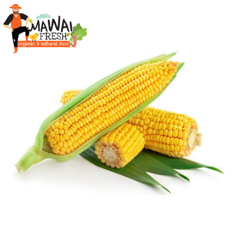 Organic Sweet Corn 有机玉米 (2 per pack).png