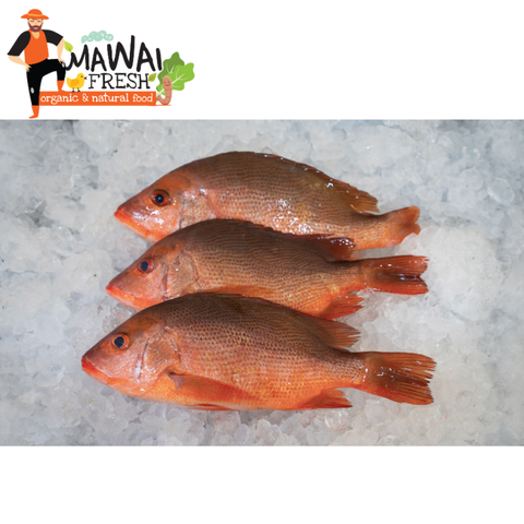 2. Red Snapper 红鸡鱼.png