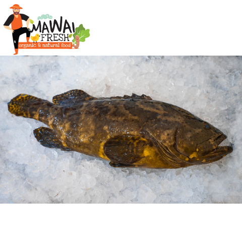 4. Grouper 石斑.png