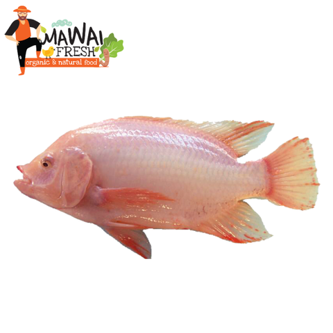 Fresh Red Tilapia Fish 红罗非鱼.png