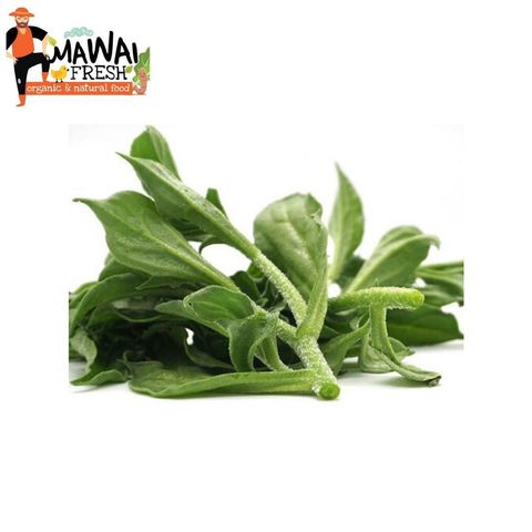 ice plant.jpeg