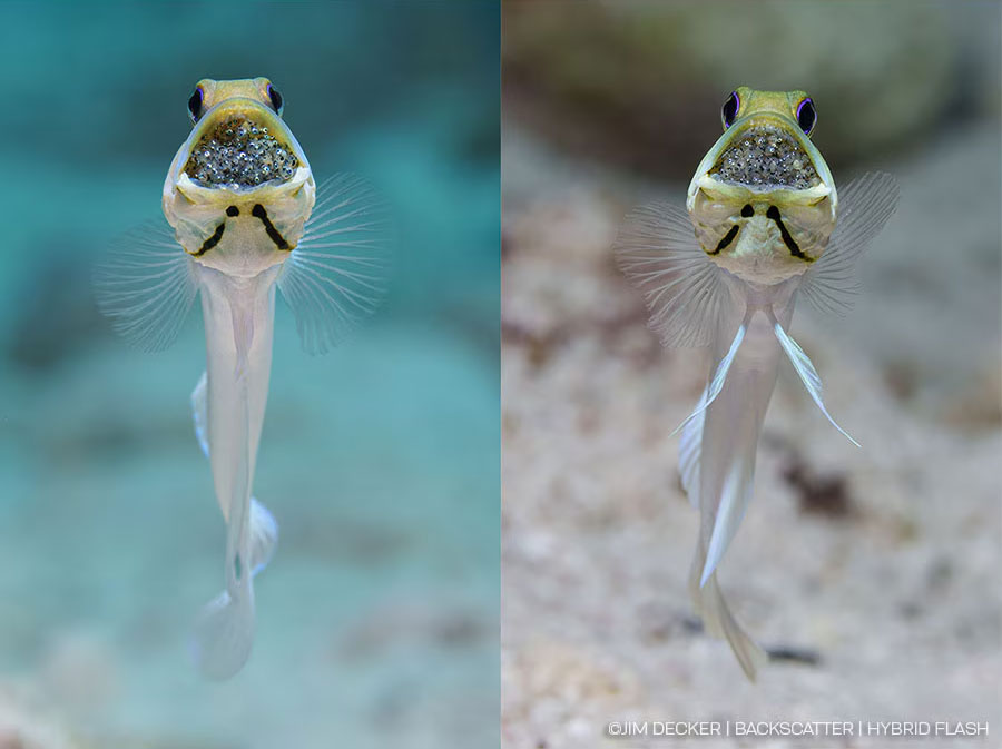 bs-hf-ambient-160_Backscatter-Hybrid-Flash-Ambient-Blue-160-Dome-Diffuser_05