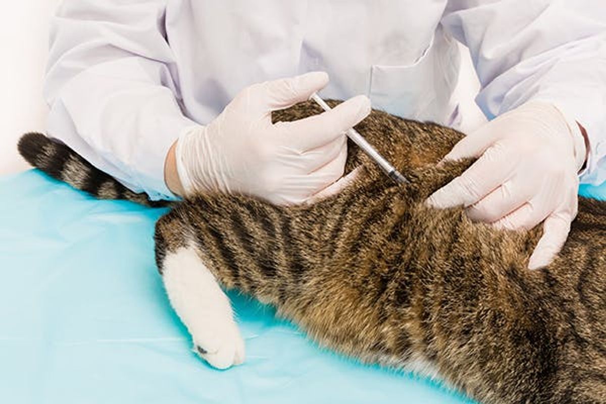 Performing 2 injections per day is BENEFICIAL for FIP Treatment.