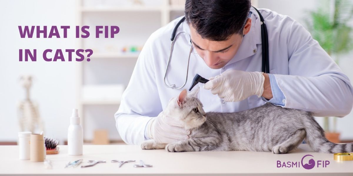 What is FIP (Feline Infectious Peritonitis) in cats?