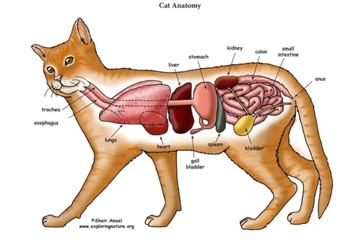 FIP Treatment, Pay attention to the Kidney and Liver!