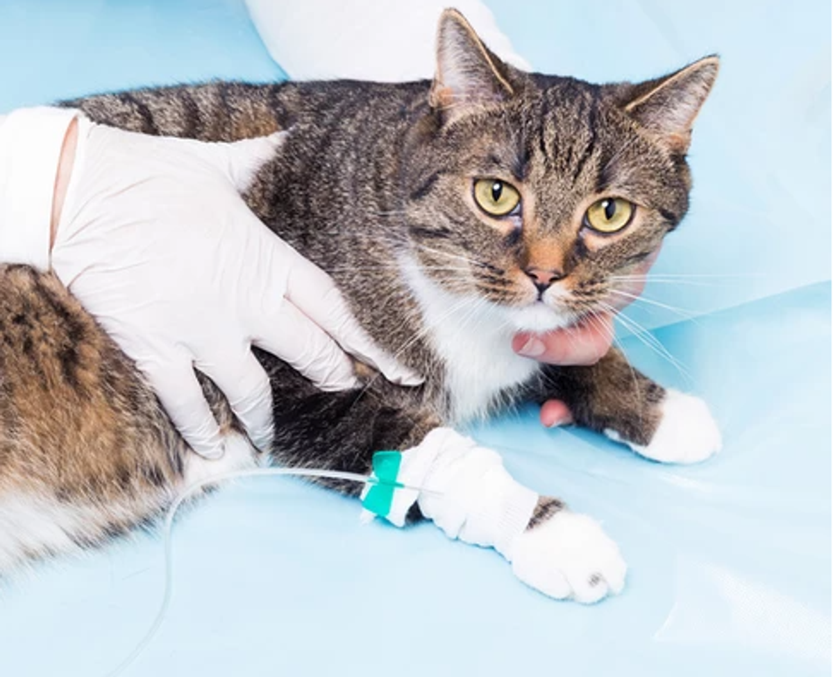 Is Intravenous therapy recommended for FIP Treatment?