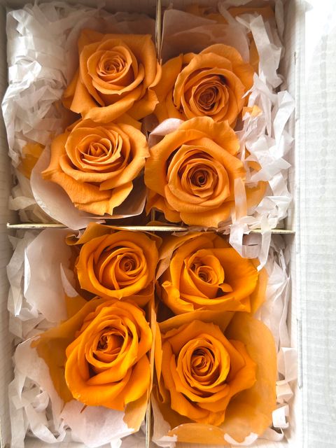 image_3943DCDD-790C-43EA-AEE4-8A76AD9B19A2_1783252676