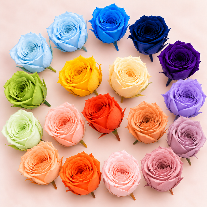 17朵彩色玫瑰環形花卉平拍