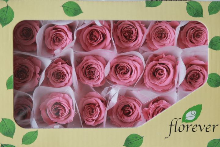 FL041-22 New York Pink (2).JPG