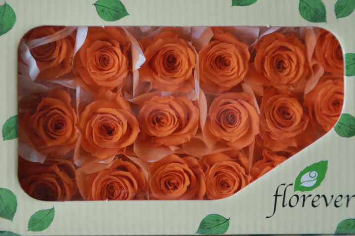 FL041-29 Tangerine Orange (13).JPG