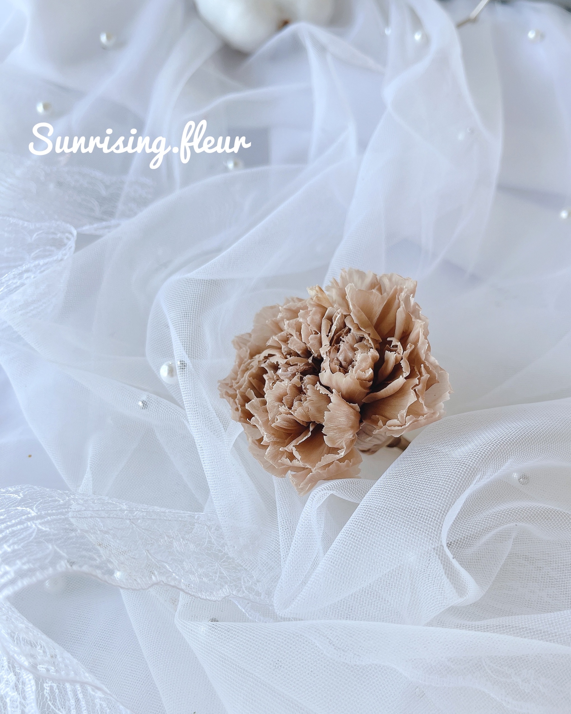 Fl1100 44 Standard Carnation 經典康乃馨 Hazelnut 榛果 心語花意 日本florever 大地農園花 材批發 永生花花材 乾燥花花材 不凋花批發 日本花藝教學認定校 Aube 海外認定校 Fl1100 44 Standard Carnation 經典康乃馨 Hazelnut 榛果 心語花意 日本florever 大地農園花 材批發 永生花花材 乾燥花花材 不凋花批發 日本花藝教學認定校 Aube 海外認定校