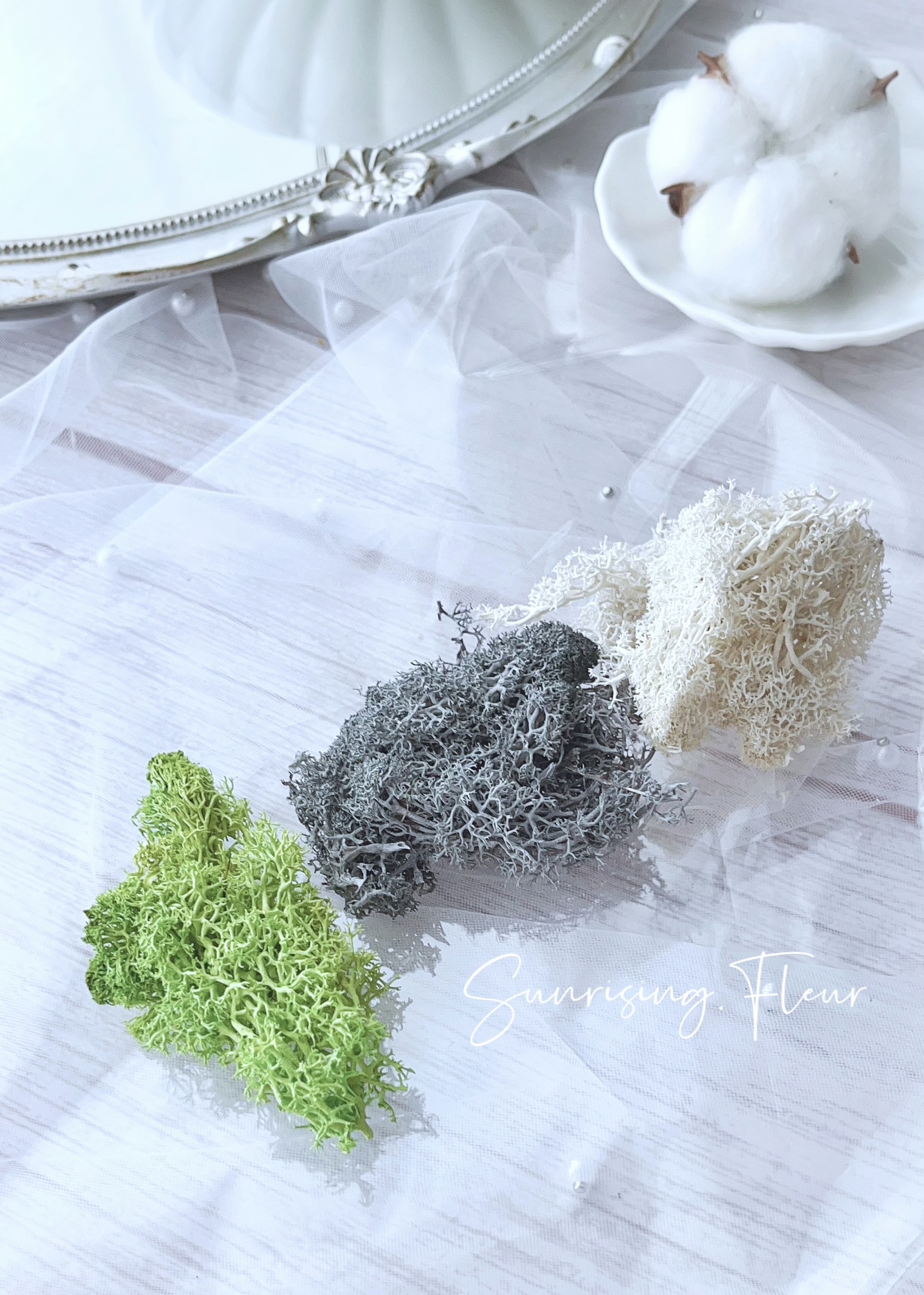 馴鹿苔 苔癬 0g 草綠 心語花意 日本florever 大地農園花材批發 永生花花材 乾燥花花材 不凋花批發 日本花藝教學認定校 Aube 海外認定校