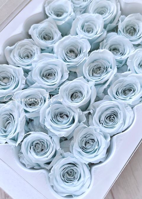 02370-621 迷你玫瑰 Rose Vivian - Baby Blue 淺粉藍