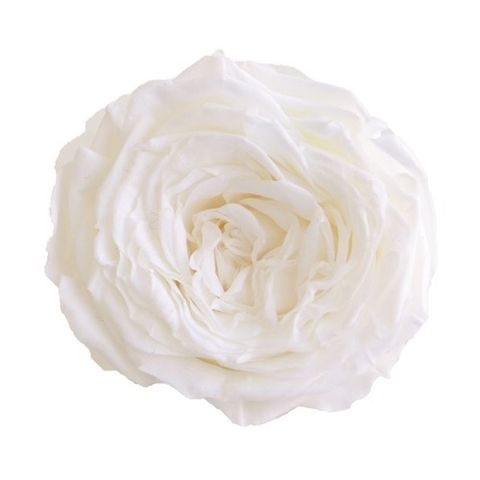 884-42 PV 娜娜庭園玫瑰 Nana Garden Rose- Pure White 純白