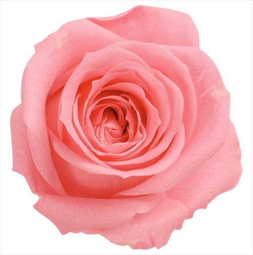 薔薇　3号 グリゼリ（大苗予約）7号鉢植え バラ苗 《契約品種》 四季咲き