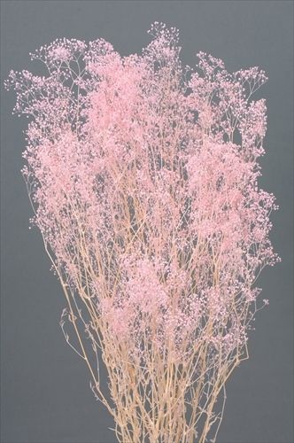 4988489002035_10-100.jpg