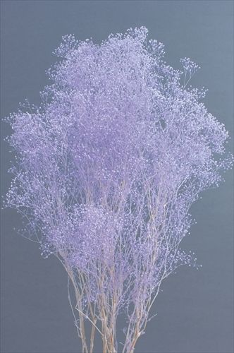 4988489138895_10-441.jpg