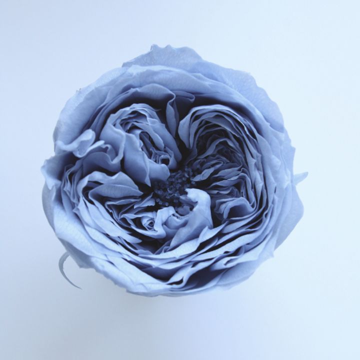 4988489306027_2464-631
