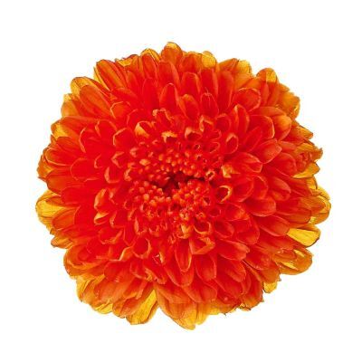 13 33-204064-11 【D】 丹菊 TANGIKU バレリーナ 20SR BN-20SR / コンドル 20SR CR-20SR 飛行機 プラモデル おもちゃ 未組立 大33 小菊Kogiku Mum \u0026 Mille-feuille 03680 \u0026 04190 系列\u2013 心語花意- 日本