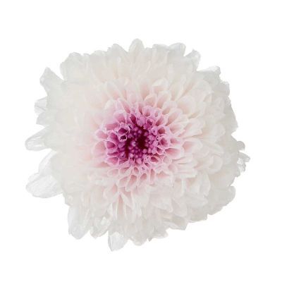 13 33-204064-11 【D】 丹菊 TANGIKU バレリーナ 20SR BN-20SR / コンドル 20SR CR-20SR 飛行機 プラモデル おもちゃ 未組立 大33 小菊Kogiku Mum \u0026 Mille-feuille 03680 \u0026 04190 系列\u2013 心語花意- 日本