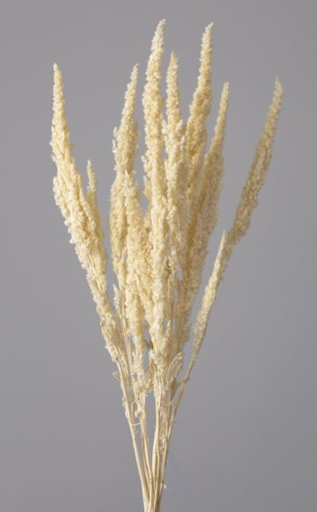 美濃   太白手 草花紋 盃      無庇完品 美濃 太白手 草花紋 盃 無庇完品 染付地紋 八角小鉢 十