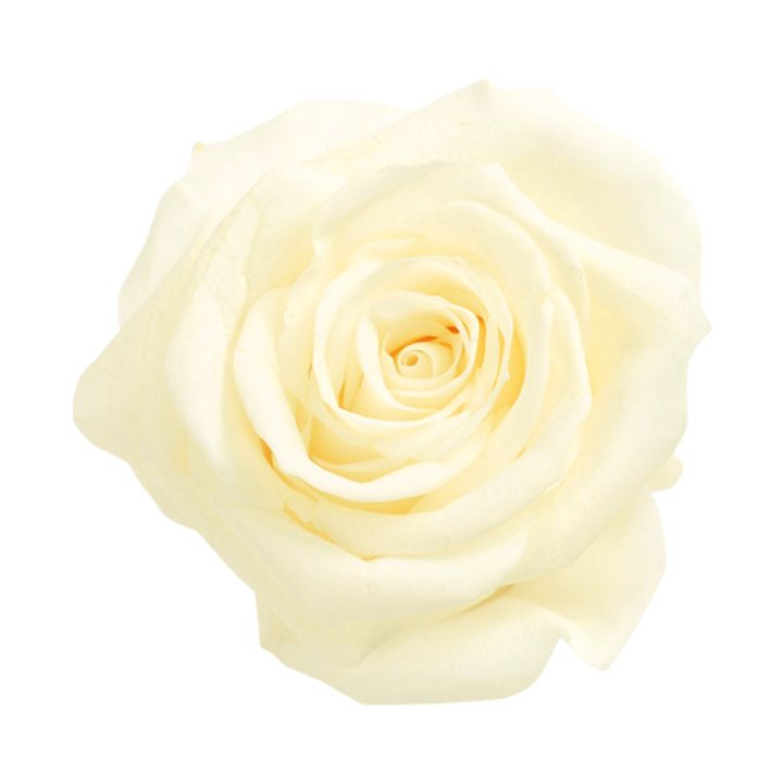 日本大地農園 05203-011 大玫瑰（L） Rose Kanon (L) Antique White 古董白 不凋玫瑰