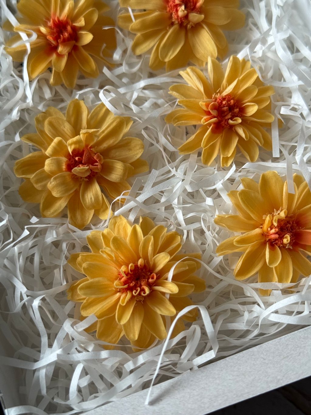 image_E0DB1ECA-BAF0-4F23-9BD8-A5F123A6DDE5_1767358967