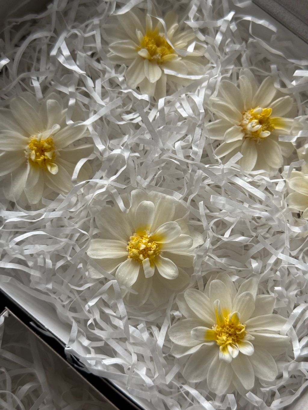 image_F66896E2-5BD9-4837-A70B-0238836827FF_1767358998