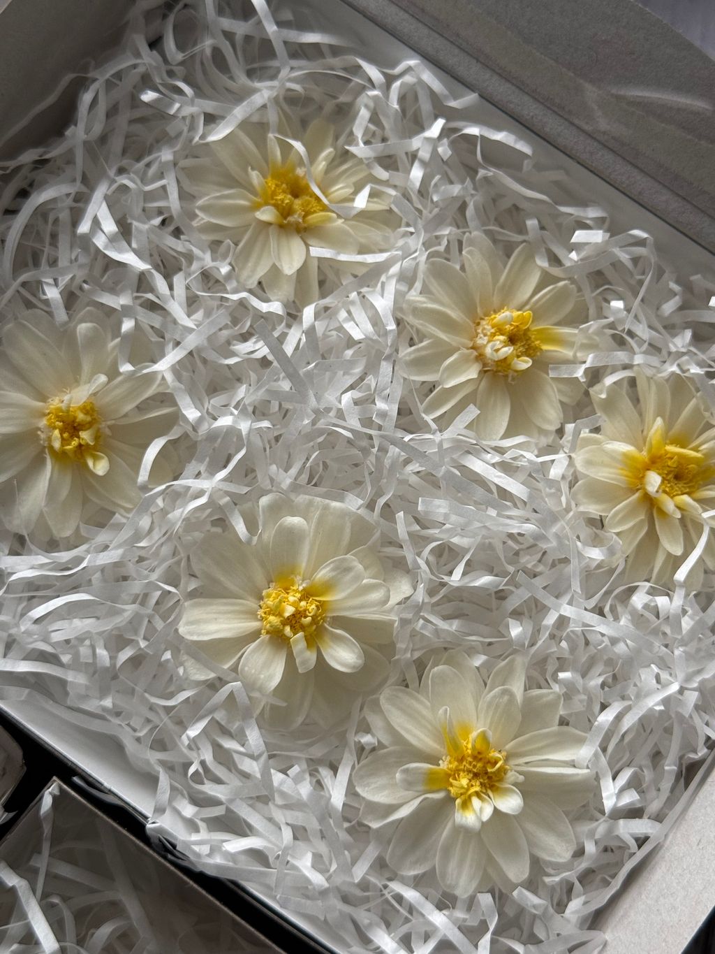 image_A288F6C5-D812-44C4-8710-97D99E754CC0_1767358998