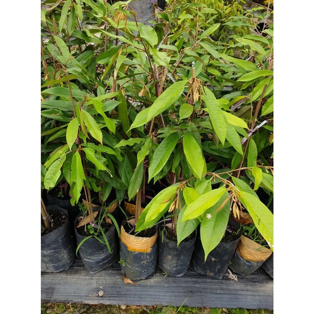 Musang King Benih Durian Malaysia Online Plant Nursery