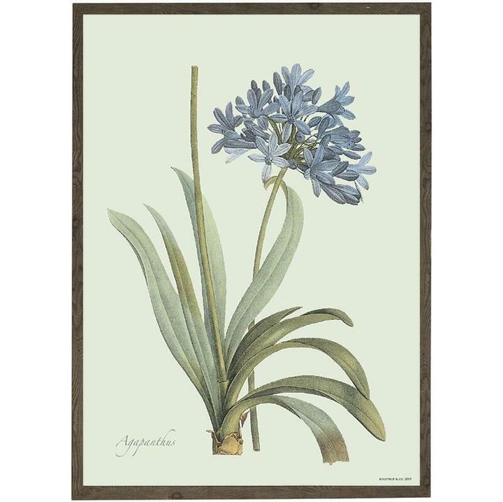 Agapanthus kunstprint1558012284.7266.jpg