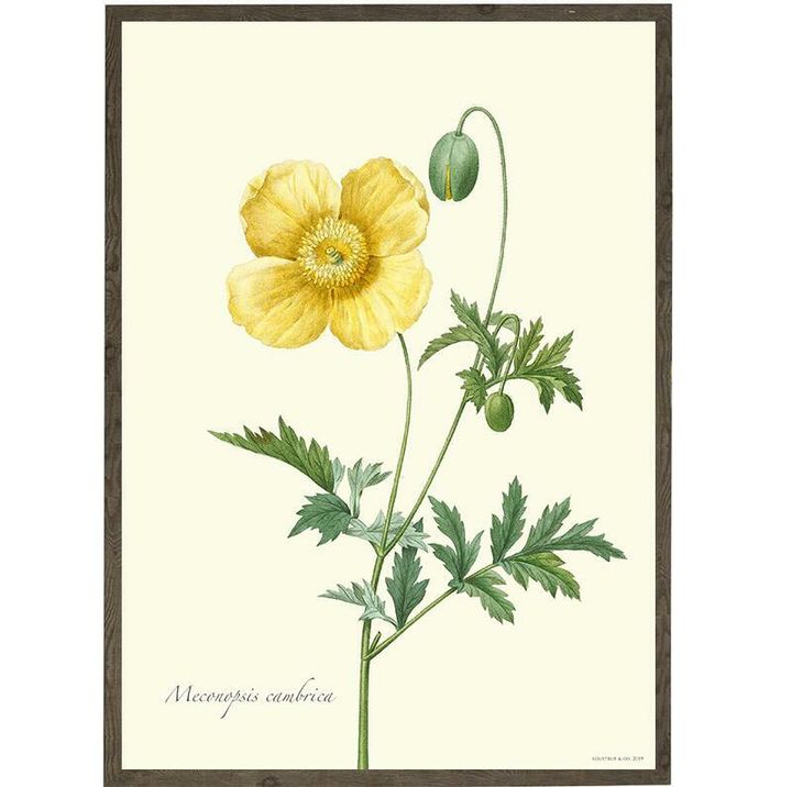 Kunstprint gul valmue1558099126.1787.jpg