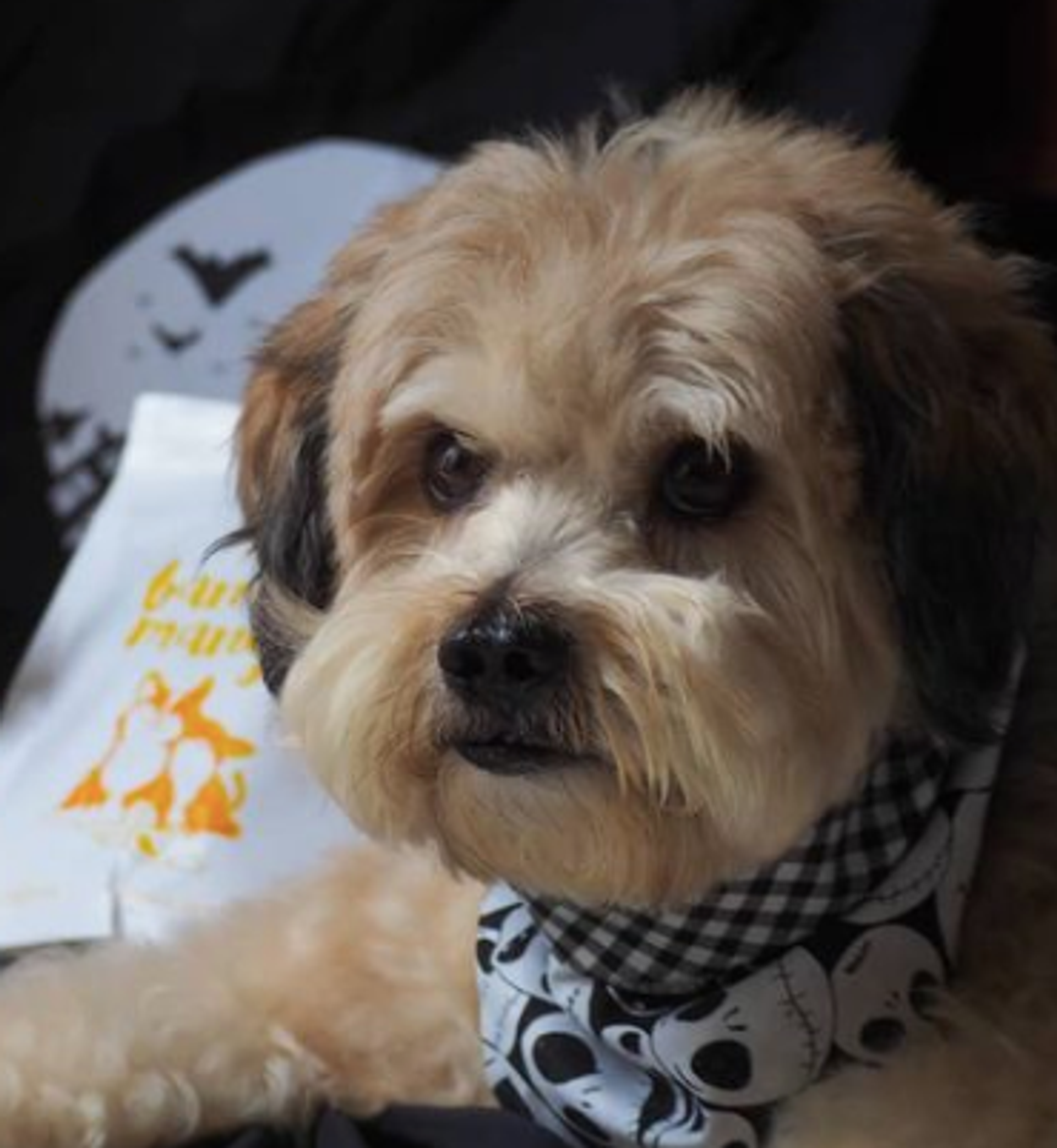 Furxury | Healthy Pet Life - @sundayismaname