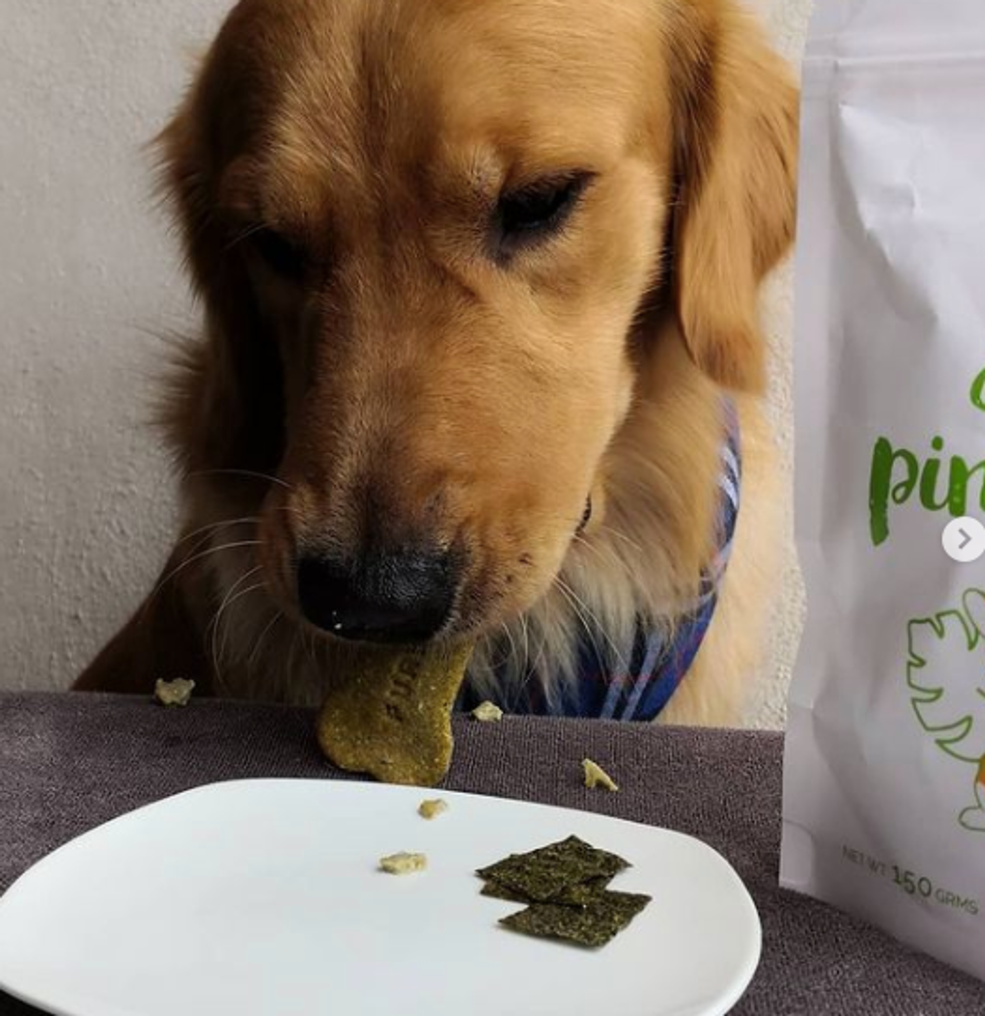 Furxury | Healthy Pet Life - @goldydoglife