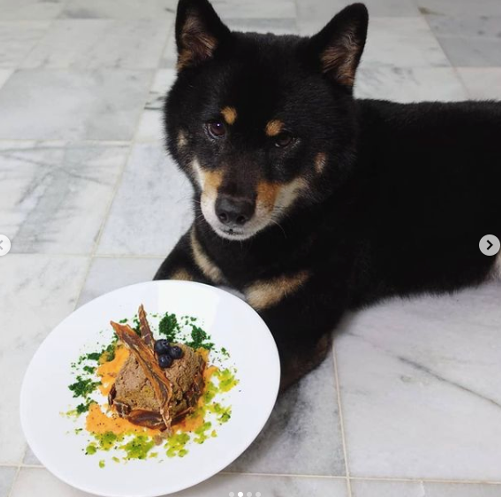 Furxury | Healthy Pet Life - @mikkotheshiba