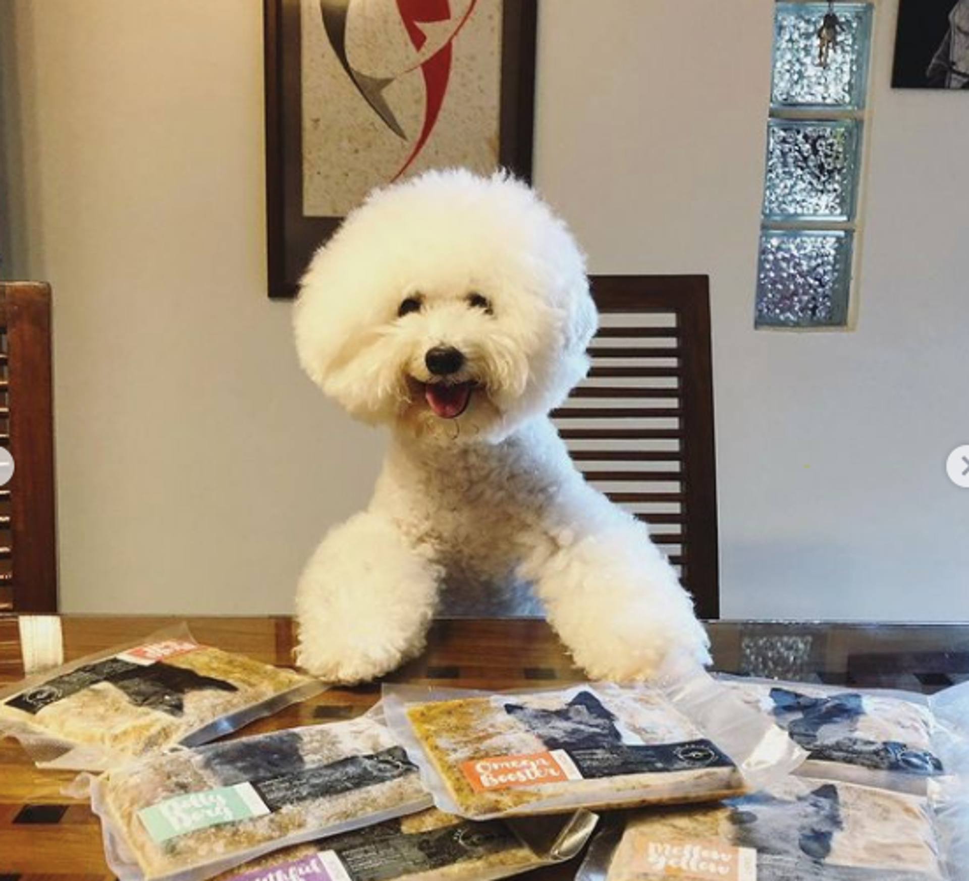 Furxury | Healthy Pet Life - @tobiandteddie
