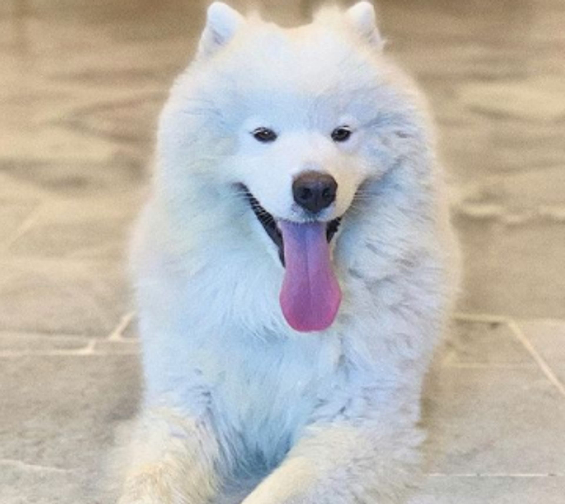 Furxury | Healthy Pet Life - @buckythesamoyed