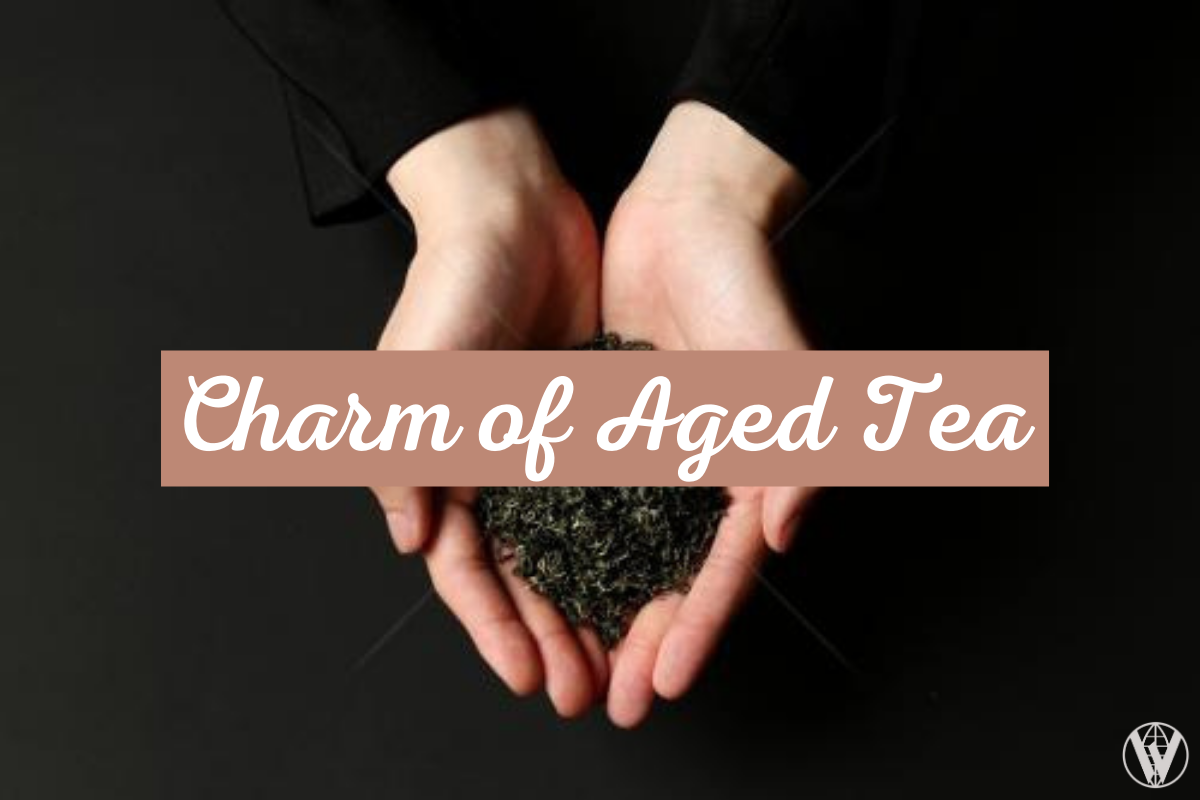 Charm of Aged Tea