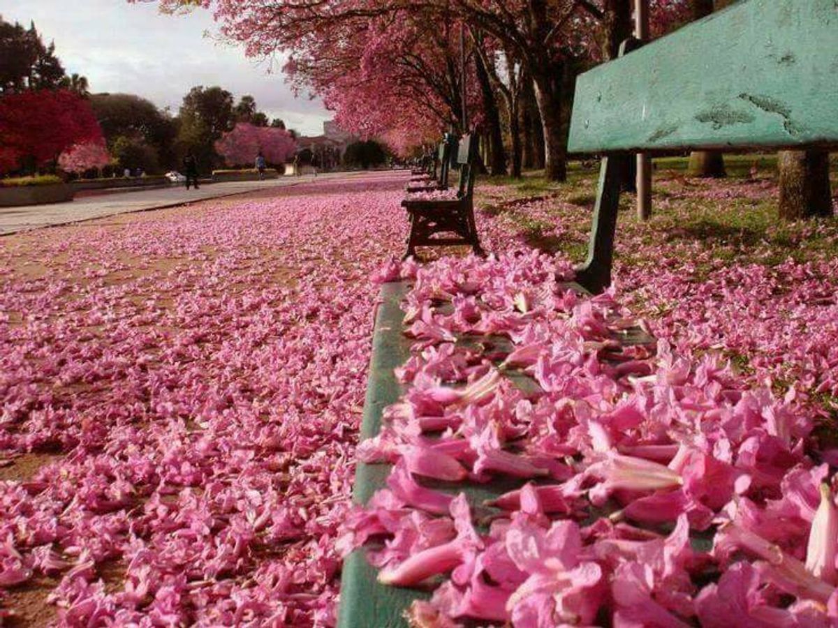 Blooming Season in Malaysia