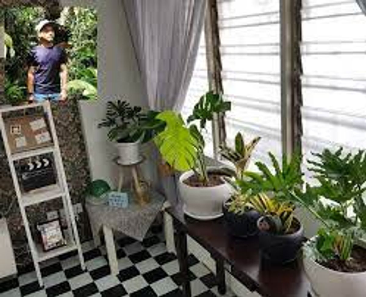 Pokok yang Boleh Tanam di Dalam Rumah