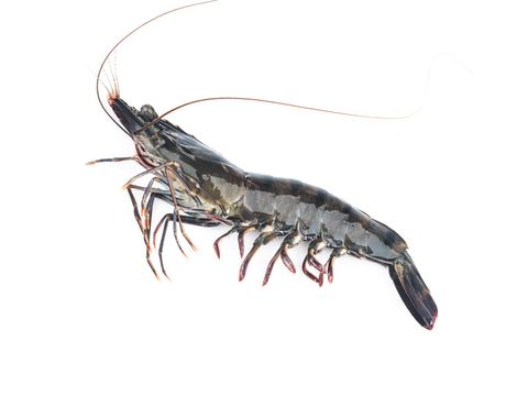 XL-TigerPrawns-01.jpg