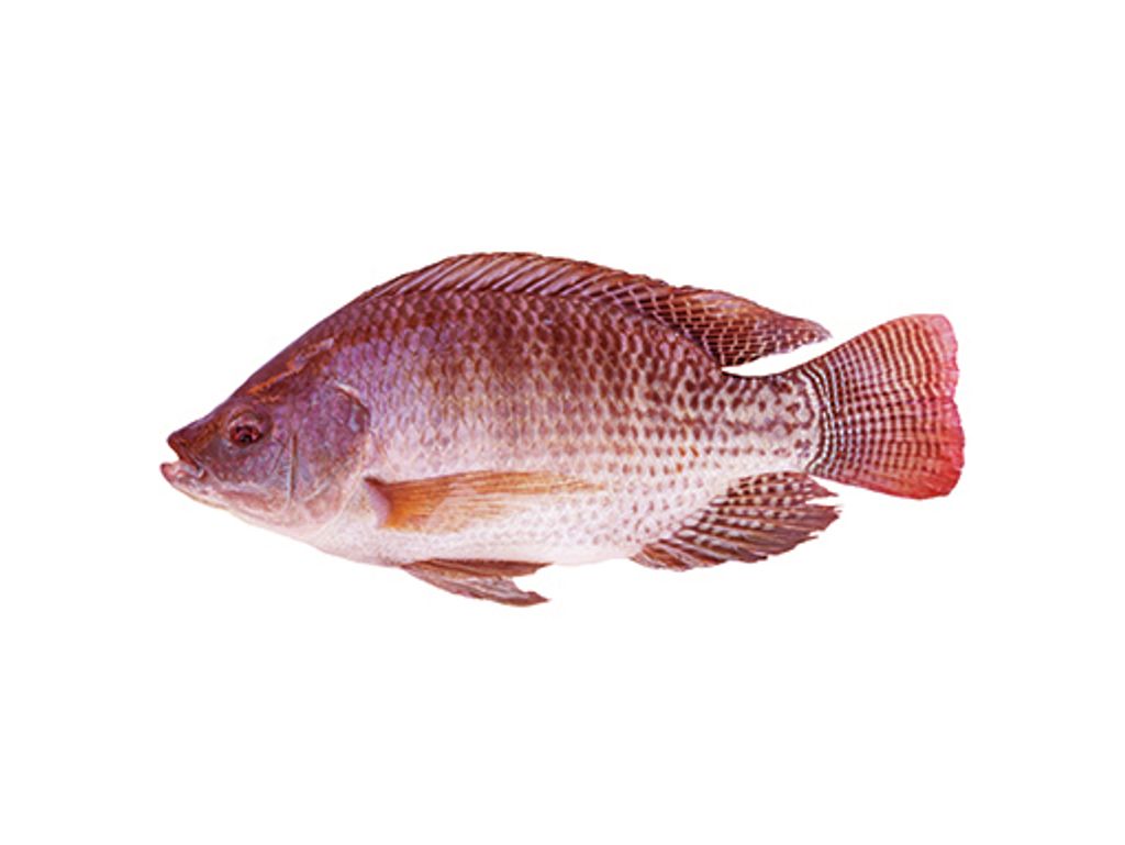 Fish-Tilapia-red.jpg