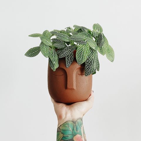 FACE-POT1.jpg