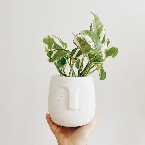 kedaijane-facepot-1.jpg